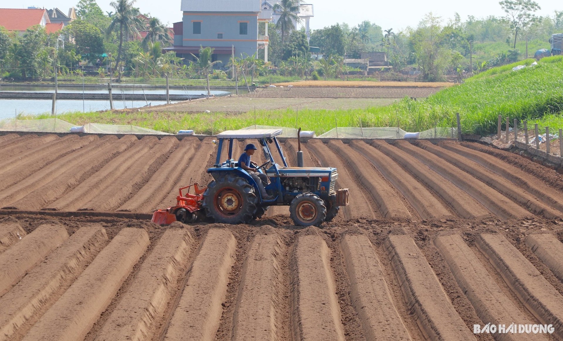 agricultural-flowers.jpg