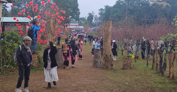 A una altitud de 800 metros sobre el nivel del mar, ¿qué flores florecen en este pueblo de Binh Dinh que la gente viene a ver?