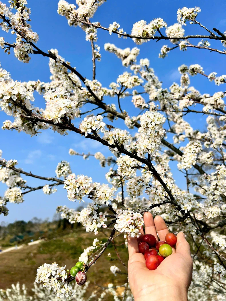 Spring in Nguyen Binh mountains and forests lingers in the flower season photo 3