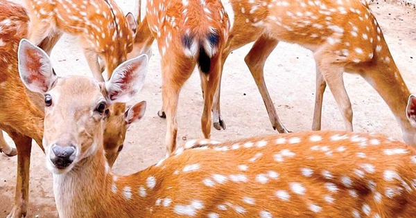 Ciervo sika, un animal salvaje con pelaje floreado, criado con éxito en Soc Trang, terciopelo 15 millones/kg