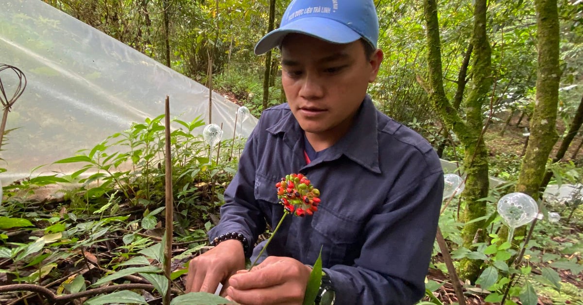 Forming a medicinal plant industry center in Quang Nam, Ngoc Linh ginseng is the main crop.