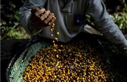 Le café dans la « tempête des prix »