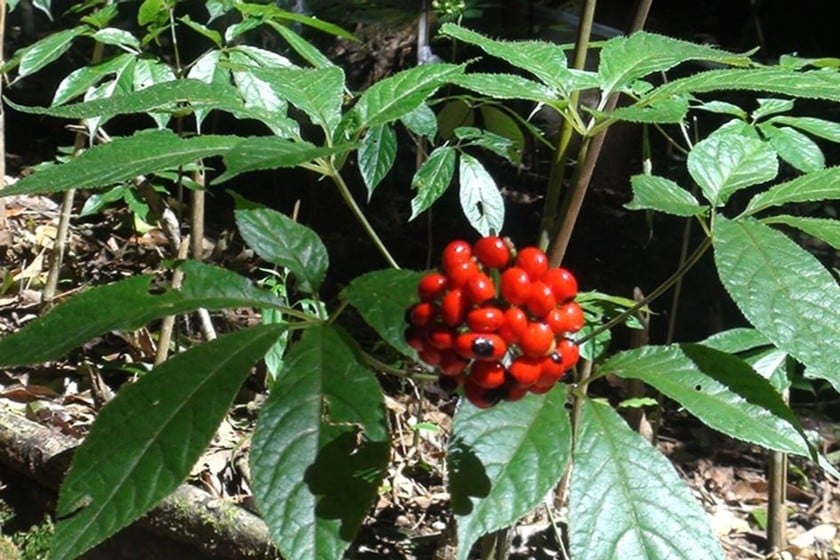 Ginseng Ngoc Linh (fotografía de Internet).