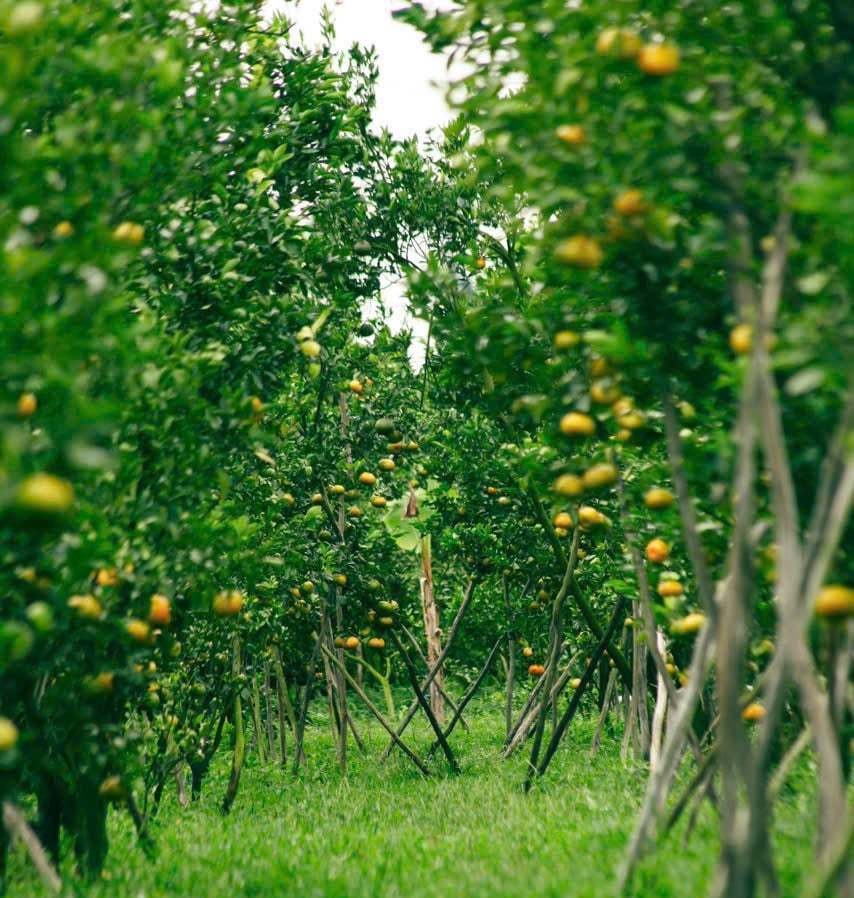 Cultiver des mandarines 2.jpg