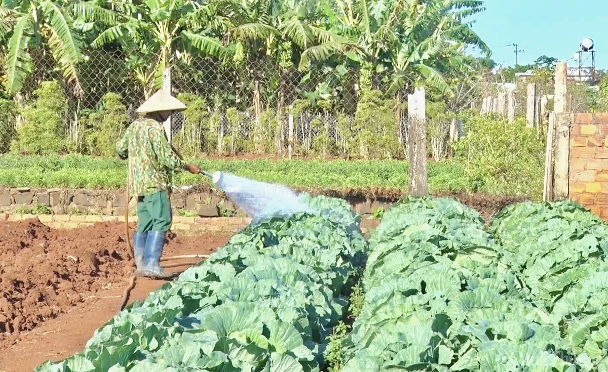 Gia Lai: Người dân khóc ròng vì giá rau xanh rớt 'thê thảm'