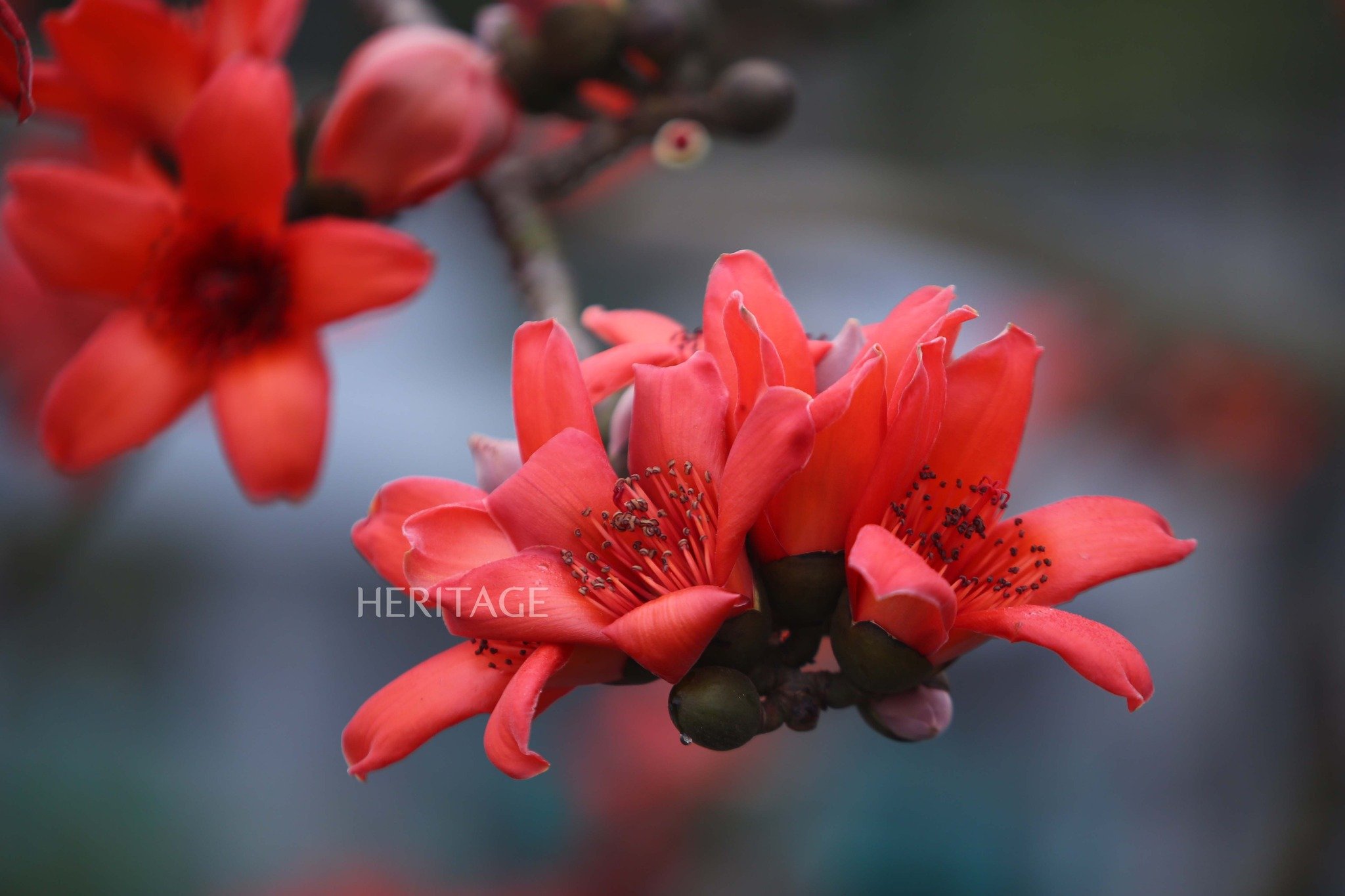 Hanoi est d'une beauté déchirante dans les couleurs des fleurs en mars