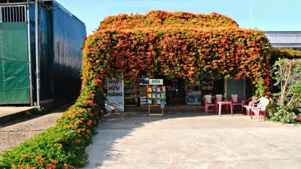 El enrejado de flores de chile cubre la pequeña casa, dejando atónitos a muchos turistas.