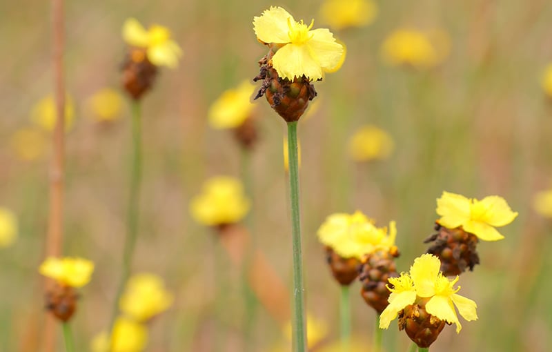 Bewundern Sie den goldenen Teppich aus gelben Blumen im 2.000. Ramsar-Gebiet der Welt