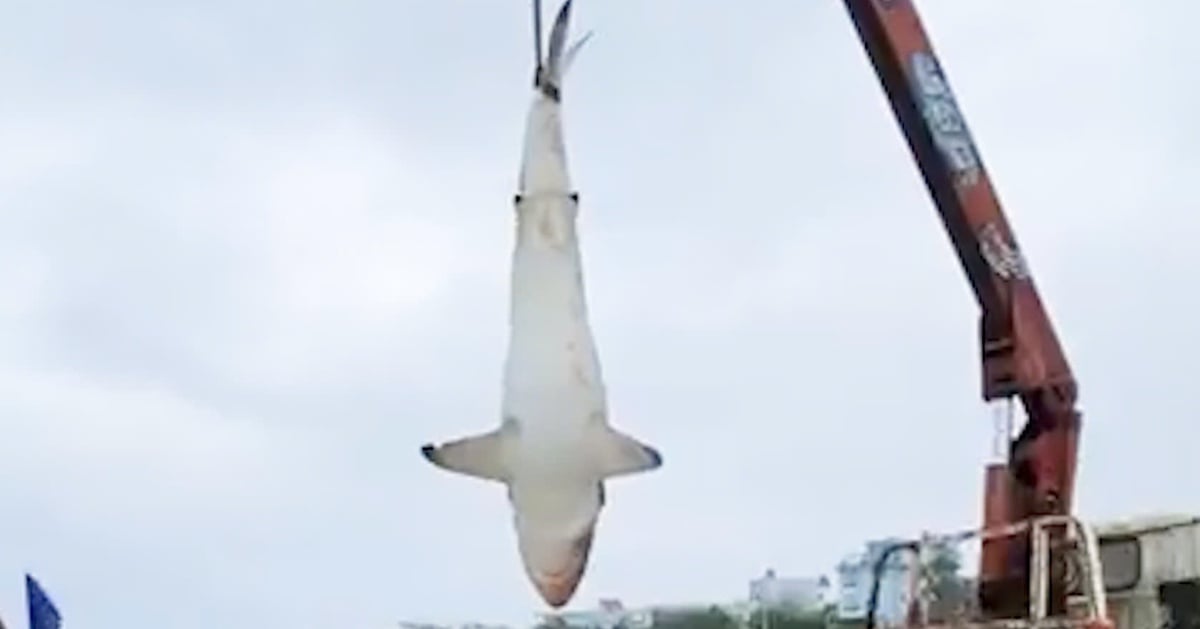 Atrapó un tiburón de 200 kg y tuvo que usar una grúa para sacarlo a la orilla