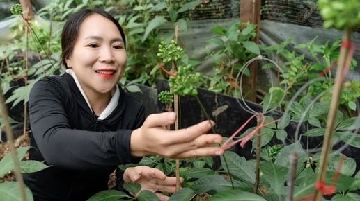 Convertir a Quang Nam en el centro de la industria farmacéutica