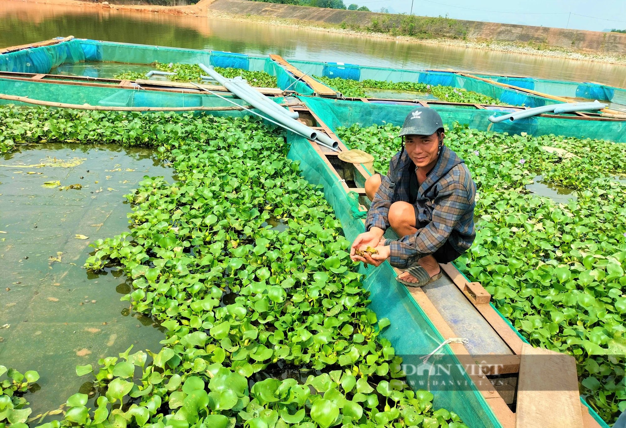 Anh nông dân từ hộ cận nghèo vươn lên khá giả nhờ nuôi con đặc sản bằng cách lạ, bán cho nhà hàng - Ảnh 4.