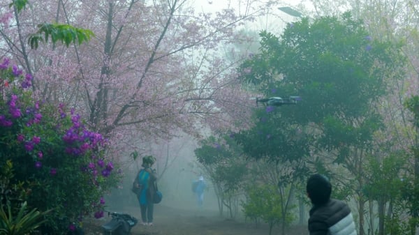 Überall in den Straßen von Da Lat blühen Kirschblüten