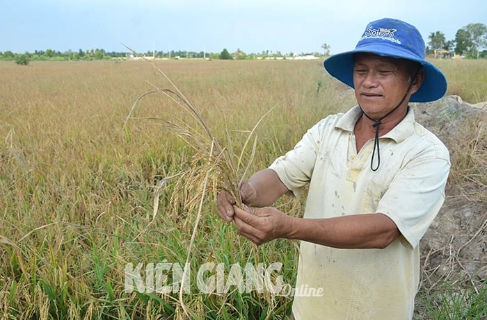 Rice damaged by high tides and saltwater intrusion