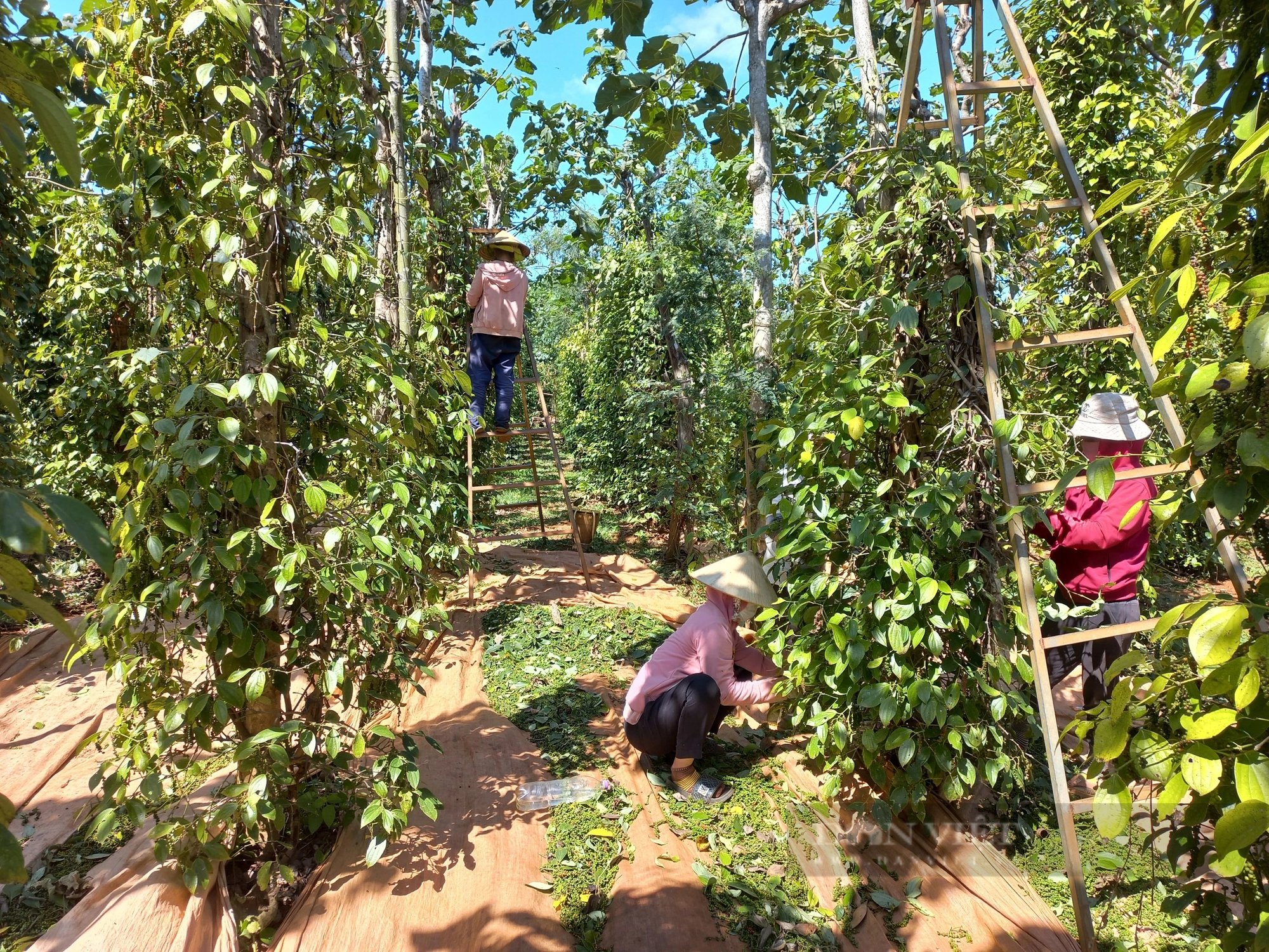 Giá tiêu dự báo tăng trên 200.000 đồng/kg, nông dân vẫn 