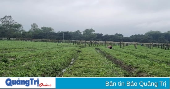 Genossenschaften – „Unterstützung“ für die landwirtschaftliche Entwicklung in Hai Lang. Lektion 2: Um die Rolle der Genossenschaften zu stärken, bedarf es unterstützender politischer Maßnahmen.