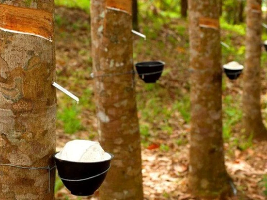 Tay Ninh Rubber TRC explique l'augmentation des bénéfices de près de 230 % en 2024