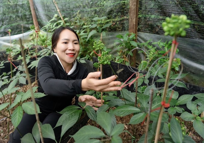 응옥린 인삼 재배에 첨단 품질 관리 공정을 적용하고 지역 개발에 주력합니다. 사진: L.K.