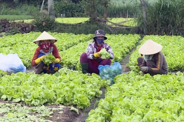 野菜価格が「悲惨なほど」下落し、ザライ省の住民が嘆く