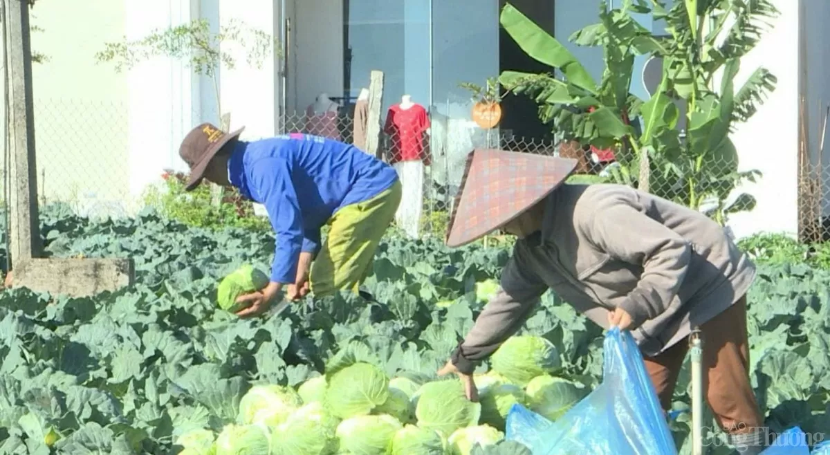 Gia Lai: Người dân khóc ròng vì giá rau xanh rớt 'thê thảm'