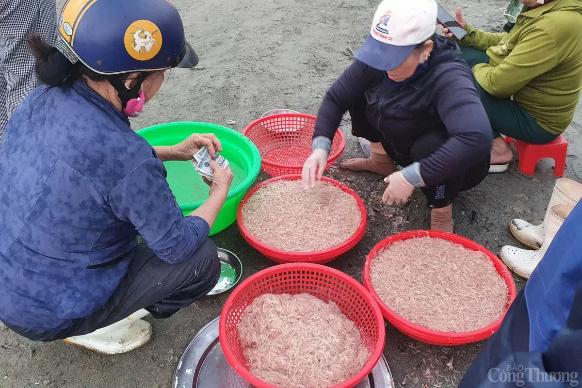 Mất mùa, giá tép biển cao, cảnh giao dịch mua bán tại chợ biển Mân Thái cũng thưa thớt