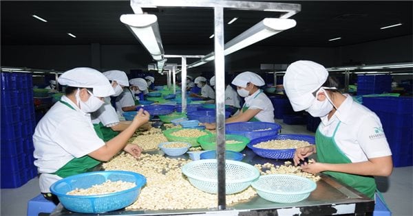 Binh Phuoc informs about opportunities and forecasts the cashew market in 2025