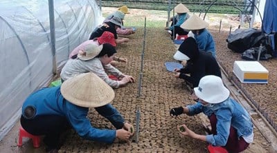 革命的な田舎での新しい生活