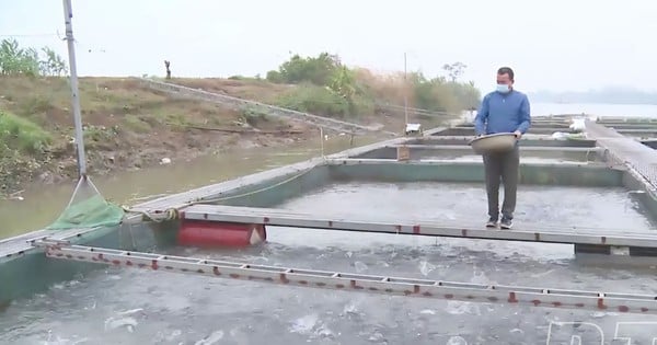 Al criar peces en jaulas en los ríos Rojo y Luoc, la gente de Thai Binh captura toneladas de peces y los vende todos de este tamaño.