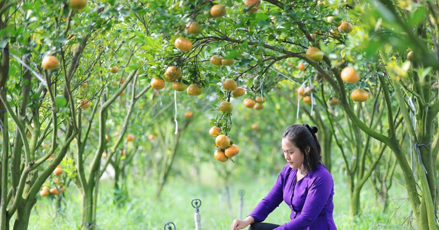 Mädchen mit drei Universitätsabschlüssen kehrt in ihre Heimatstadt zurück, um einen Baum zu pflanzen, der unglaublich schöne Früchte trägt