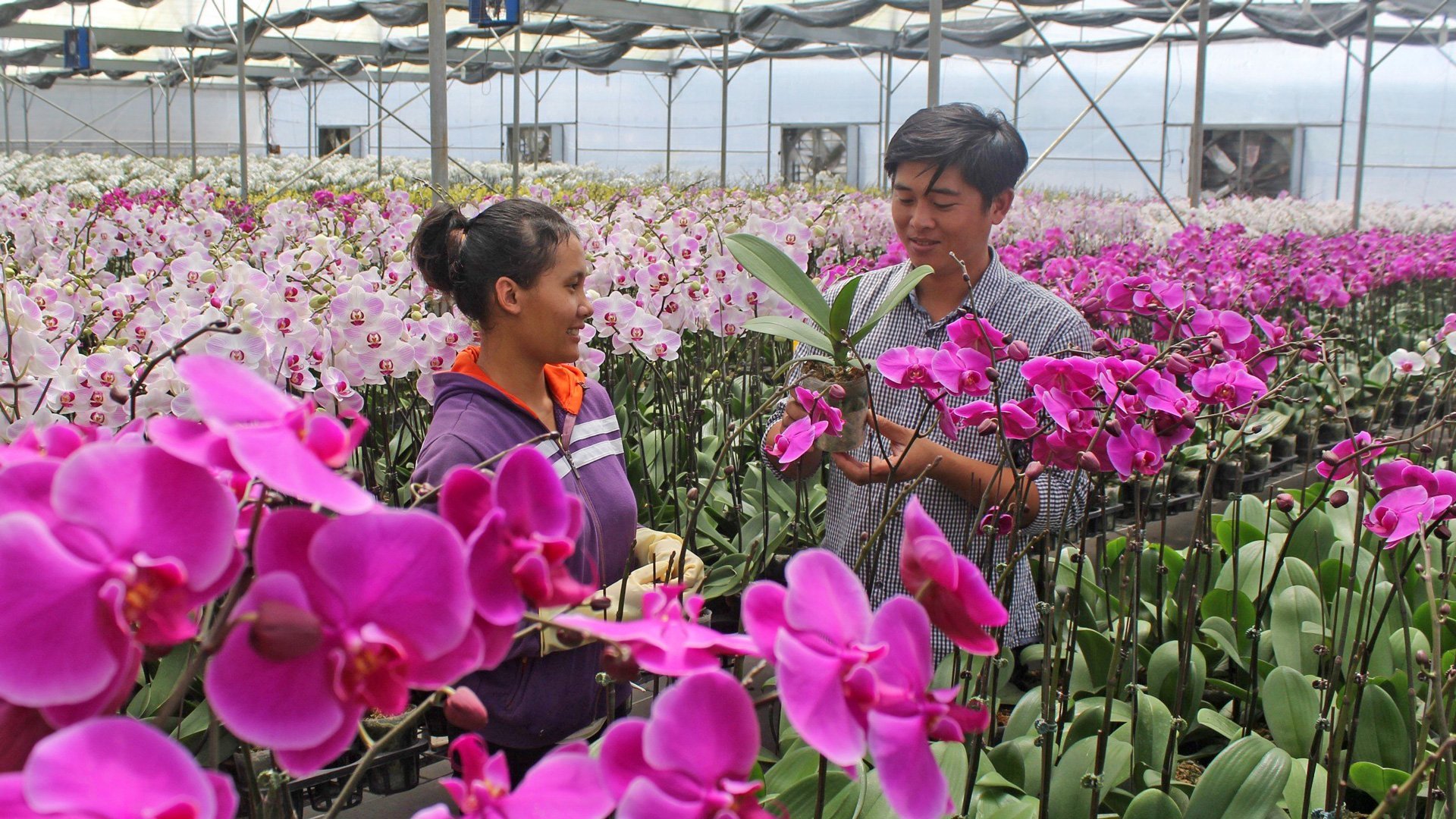 Phalaenopsis Orchid Garden