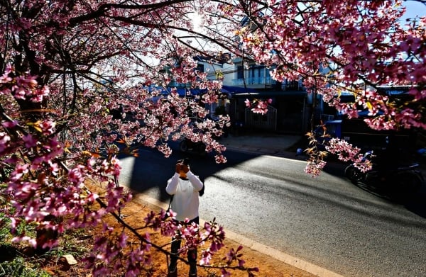 El séptimo día del Tet, los turistas siguen acudiendo en masa a contemplar los cerezos en flor que florecen por todas las calles de Da Lat.