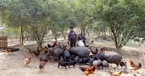 トゥエンクアン省の高山に住む「森の男」が野生の豚や鶏を飼育、商人がすべて買い取る