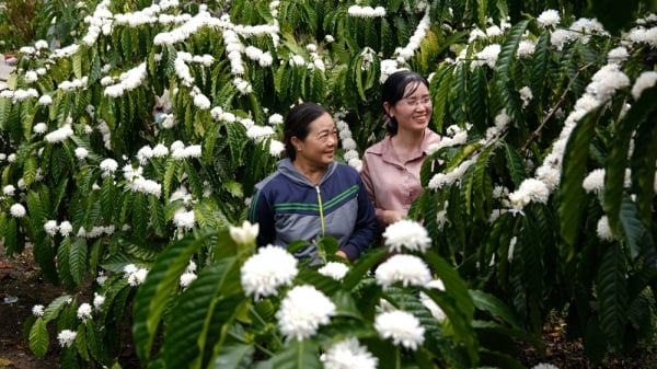 南中央高地の丘陵に咲く白いコーヒーの花