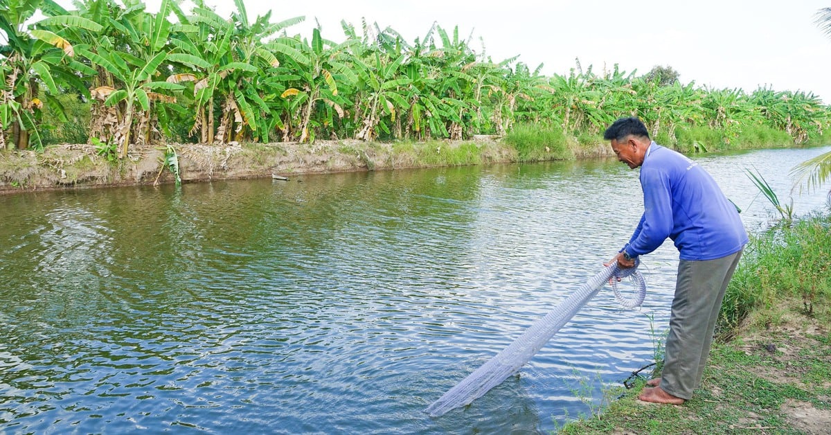 L'eau du canal de la zone tampon d'U Minh Thuong s'assèche progressivement. Quels sont les projets des habitants pour élever des crevettes géantes d'eau douce ?