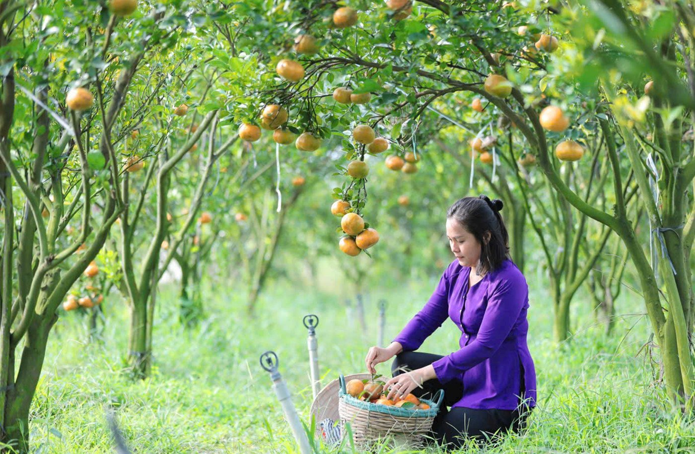 Cultiver des mandarines.jpg