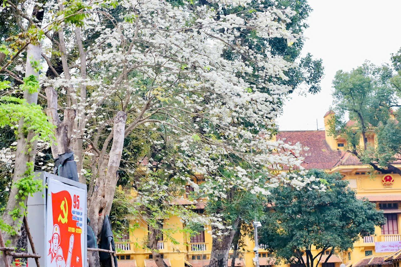 Fascinado al ver las flores blancas Su floreciendo en el cielo de Hanoi foto 3