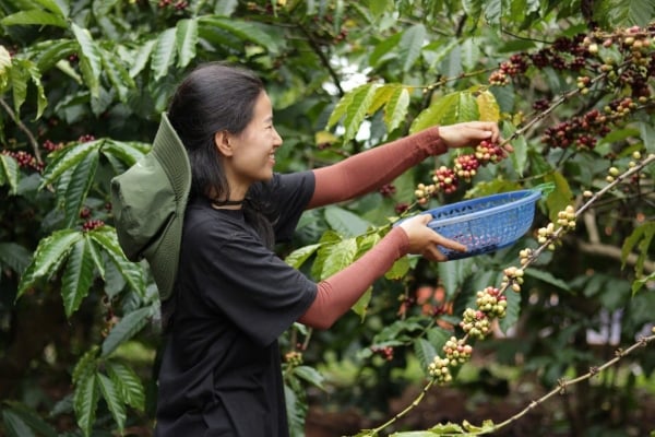 Today's domestic coffee price March 10, 2025 is the highest at 129,800 VND/kg