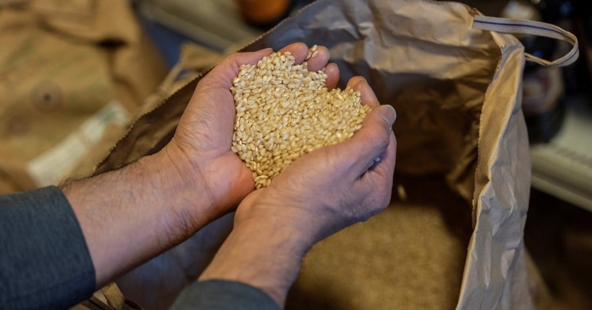 Le Japon organise la première vente aux enchères de réserves de riz d'urgence