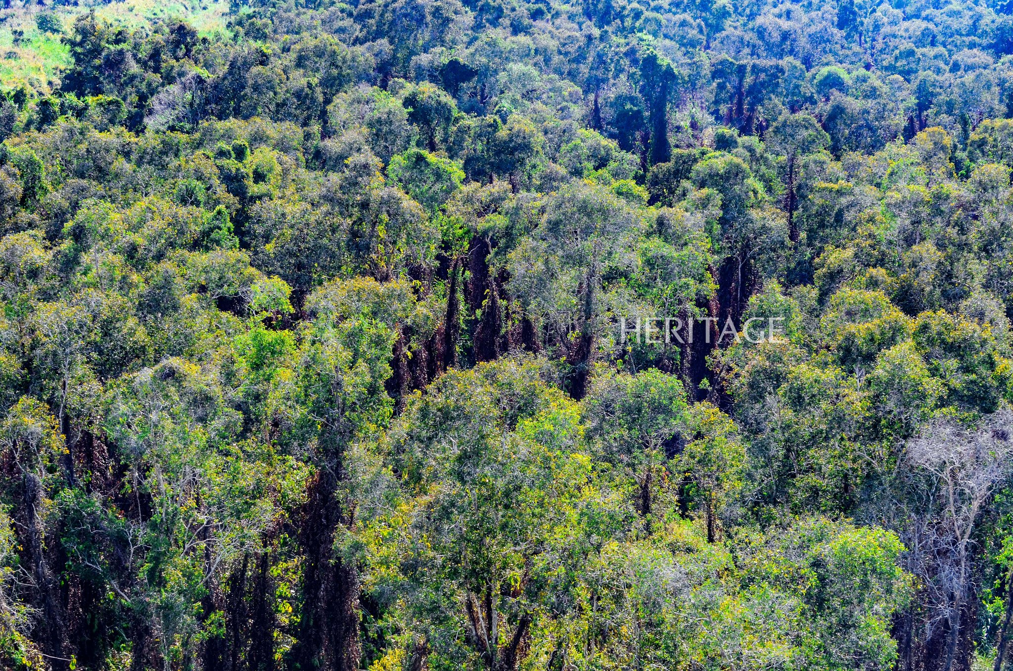 Ve al sur para encontrar el aroma del bosque.