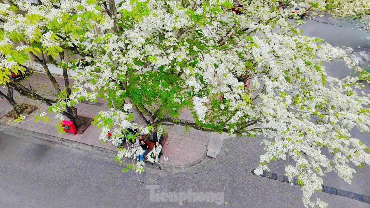 Fascinado al ver las flores blancas Su floreciendo en el cielo de Hanoi foto 8