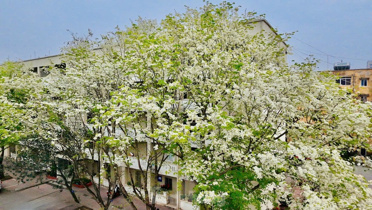 Fascinado al ver las flores blancas Su floreciendo en el cielo de Hanoi foto 15