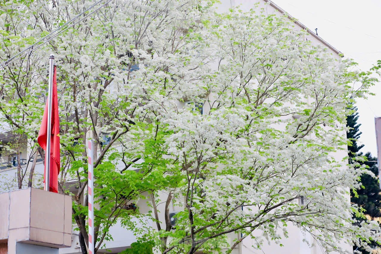 Fascinado al ver las flores blancas Su floreciendo en el cielo de Hanoi foto 14