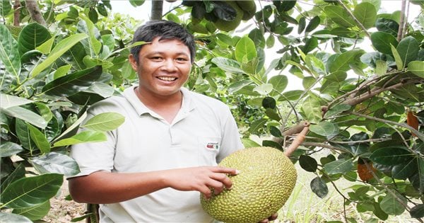 Anbau thailändischer Jackfrüchte – Ein effektives Wirtschaftsmodell im Hochland von Phuoc Ha