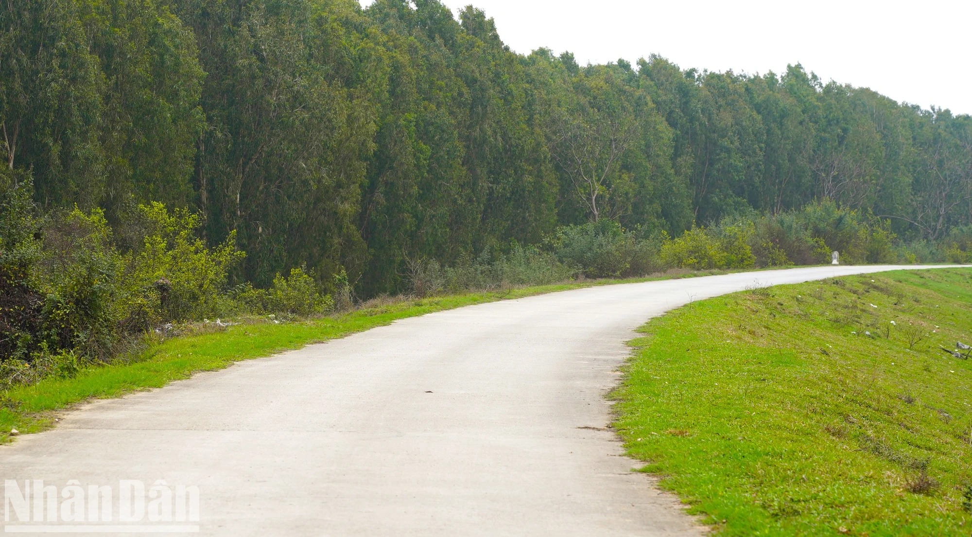 Cách Hà Nội 40km tại bờ đê của Bắc Ninh có một cây cổ thụ là cây cô đơn đẹp trong MV Bắc Bling - Ảnh 4.