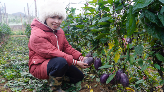 Denn Thi Thu Ha ist stolz darauf, Pionierarbeit bei der Entwicklung der Pepino-Melone zu einem Massenprodukt auf der Moc-Chau-Hochebene geleistet zu haben.