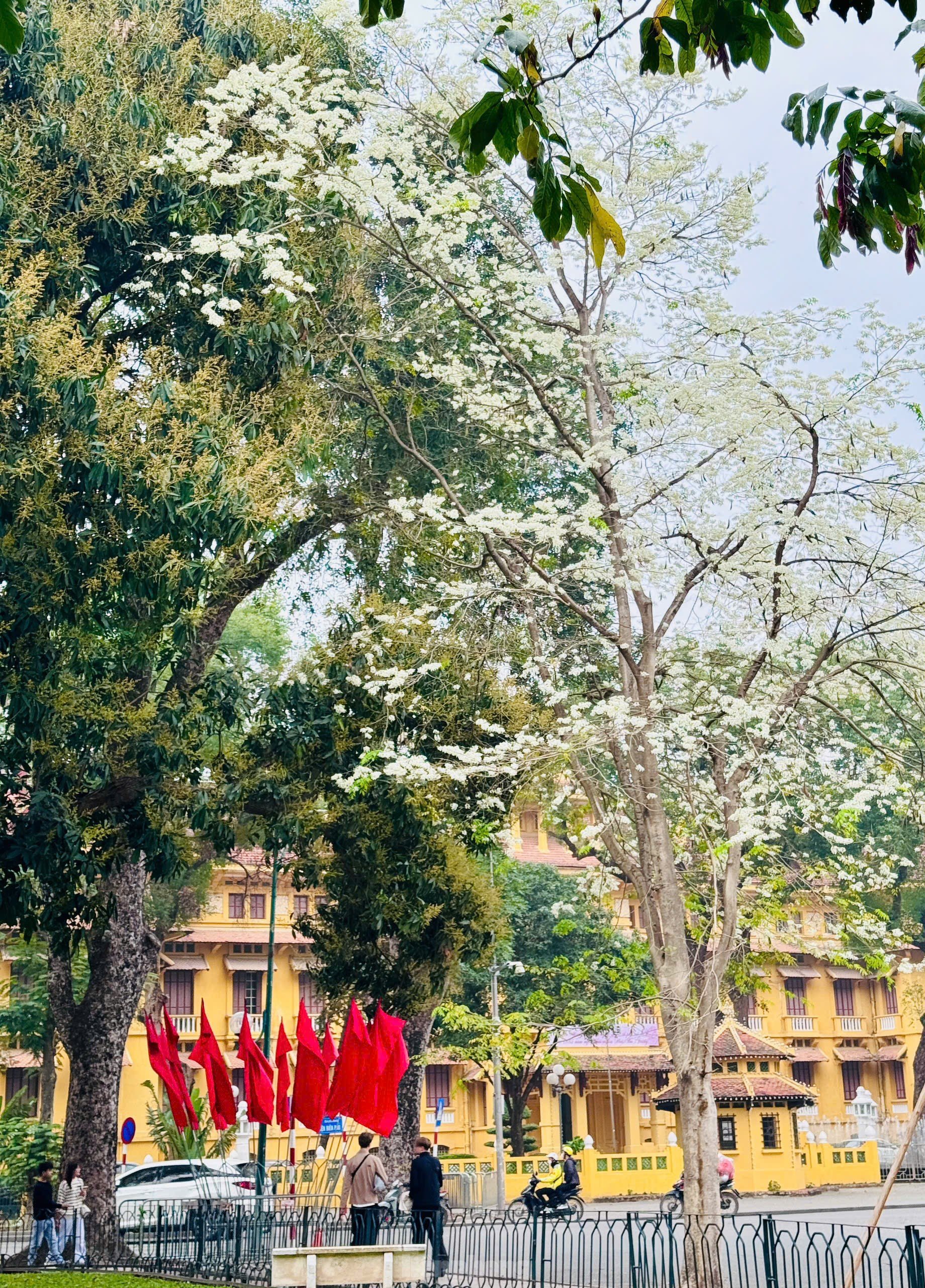 Fascinado al ver las flores blancas Su floreciendo en el cielo de Hanoi foto 7