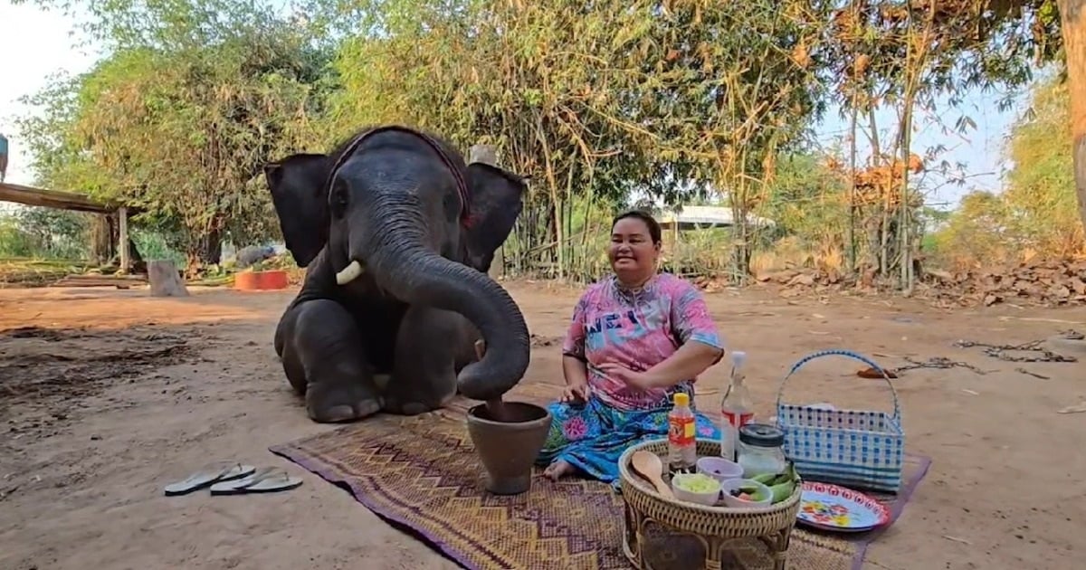 Chú voi trổ tài nấu ăn, làm gỏi đu đủ Thái, gây sốt mạng xã hội