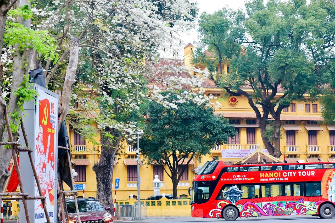 Fascinado al ver las flores blancas Su floreciendo en el cielo de Hanoi foto 2