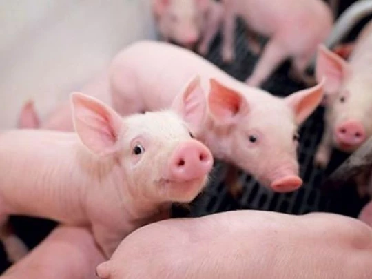 Pig price on March 10, 2025: The market suddenly stabilizes nationwide