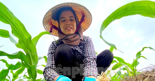 Shallot prices are falling day by day, people in the province's largest onion growing area are worried about crop losses.