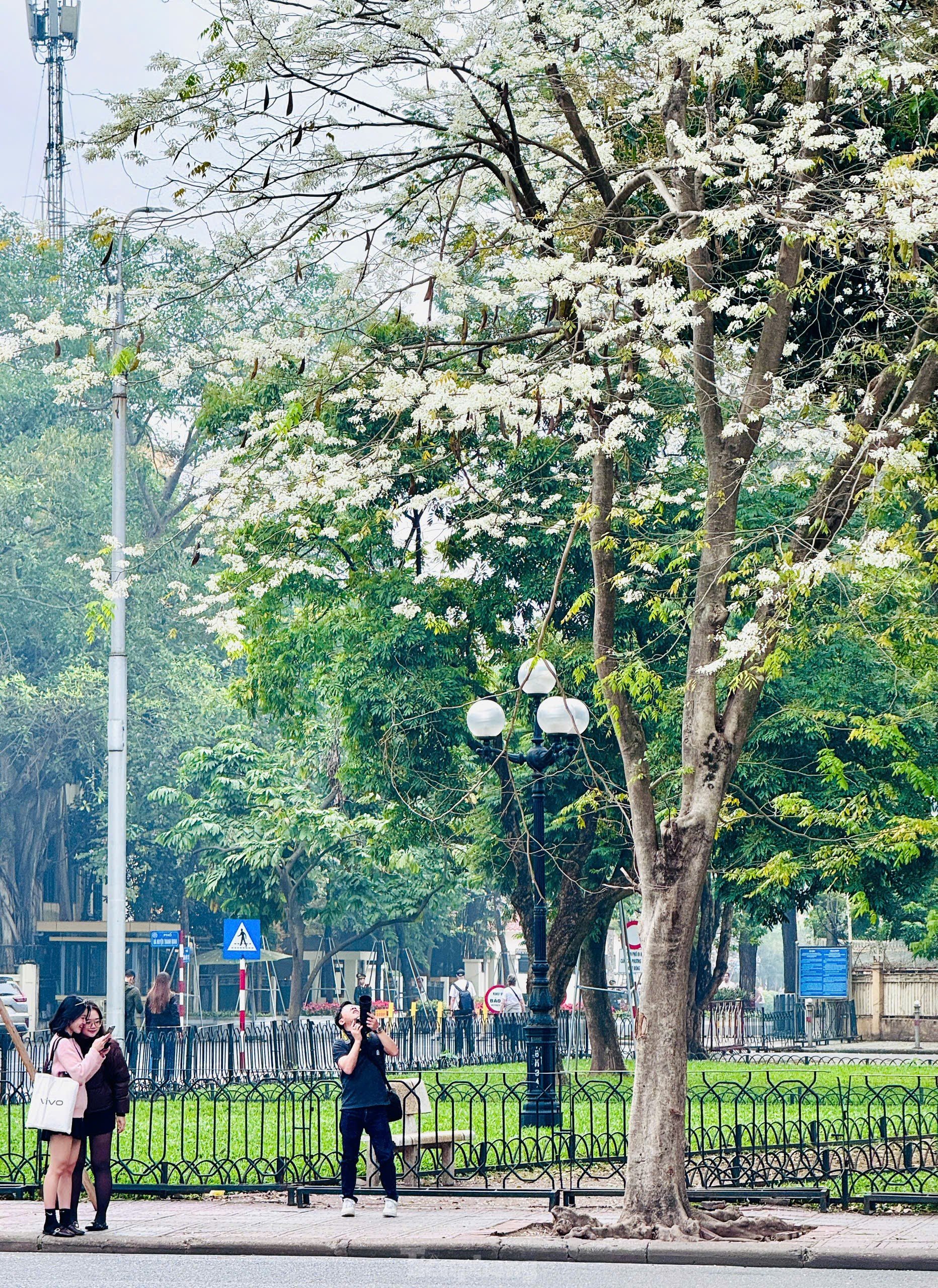 Fascinado al ver las flores blancas Su floreciendo en el cielo de Hanoi foto 6